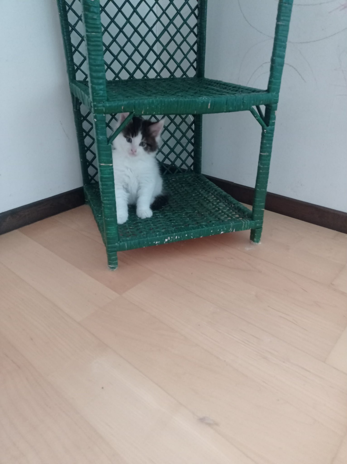 SE*LittleFarm Marvin MCO n 026222 Svarttabby Harlequin Hane Ledig Kontakta Cinna vid intresse av Marvin